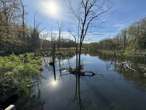 A serene wetland scene with trees reflecting in calm water under a bright sun and clear blue sky.