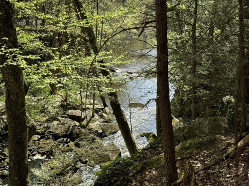 A serene forest scene with a river flowing through rocks, surrounded by lush green trees and sunlight filtering through leaves.
