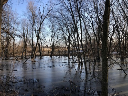 A serene landscape of a flooded area with bare trees reflecting in the water under a clear blue sky.