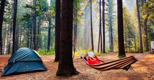 A green tent and a striped hammock are set up in a serene forest clearing surrounded by tall trees.