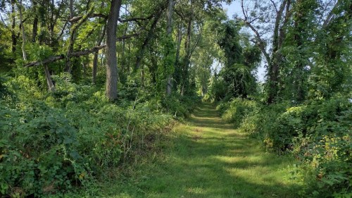 A narrow, grassy path winds through a lush, green forest filled with trees and dense foliage.