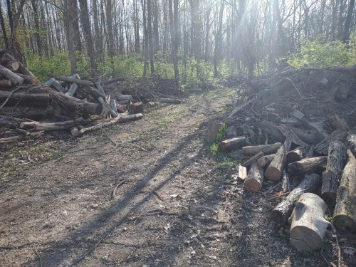 A sunlit forest path surrounded by piles of logs and fallen branches, with greenery emerging in the background.