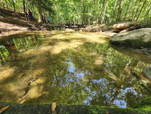 A serene forest scene with a shallow creek reflecting trees and sky, surrounded by lush greenery.