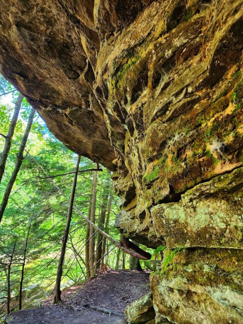 A rocky cliffside covered in moss, surrounded by lush green trees in a forest setting.