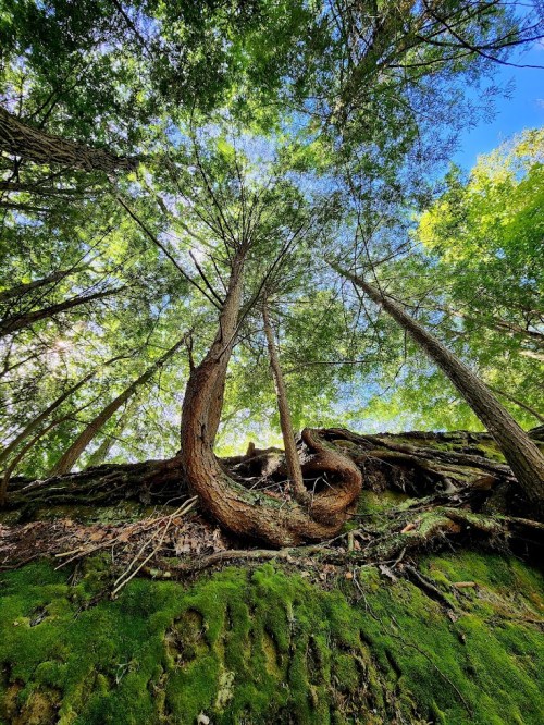 A view of tall trees twisting upward against a bright blue sky, with moss-covered ground below.