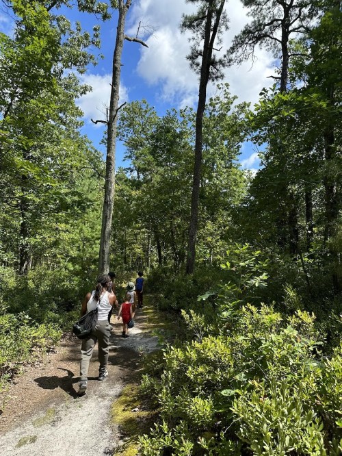 A group of people walking along a forest trail surrounded by lush greenery and tall trees under a blue sky.