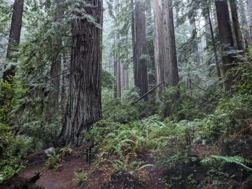 A misty redwood forest with tall trees, lush ferns, and a winding path through dense greenery.