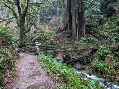 A wooden bridge spans a lush, green forest path beside a flowing stream, surrounded by tall trees and ferns.