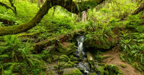 A serene forest scene featuring a small waterfall surrounded by lush greenery and moss-covered rocks.