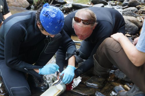 Two people in wetsuits work together in a stream, examining a fish while using a tube for sampling.