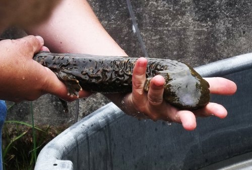 A person holds a large, slimy fish or eel-like creature over a metal basin, water splashing around.