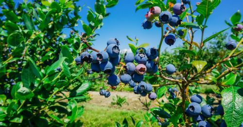 Closeup of a bunch of blueberries on a blueberry bush in Burlington, Washington