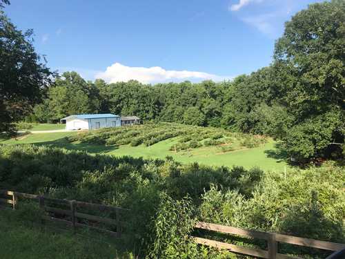 A scenic view of a green field with rows of plants, a blue building, and trees under a clear blue sky.