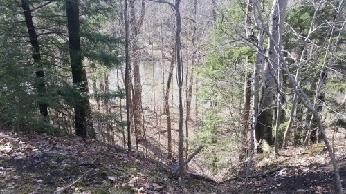 A serene forest scene with bare trees and a glimpse of a calm river in the background, surrounded by greenery.