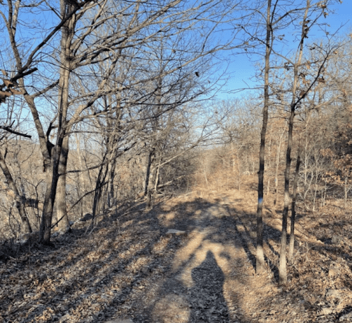 A dirt path lined with bare trees and fallen leaves, casting long shadows under a clear blue sky.