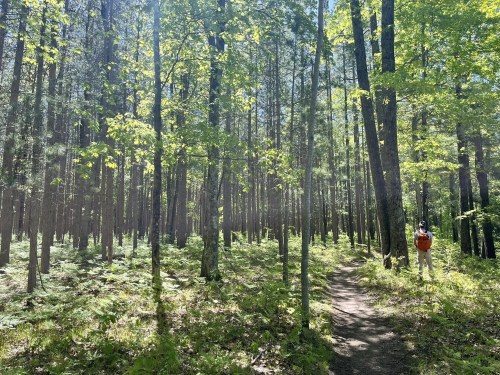 A sunlit forest with tall trees and lush greenery, featuring a person standing on a path.