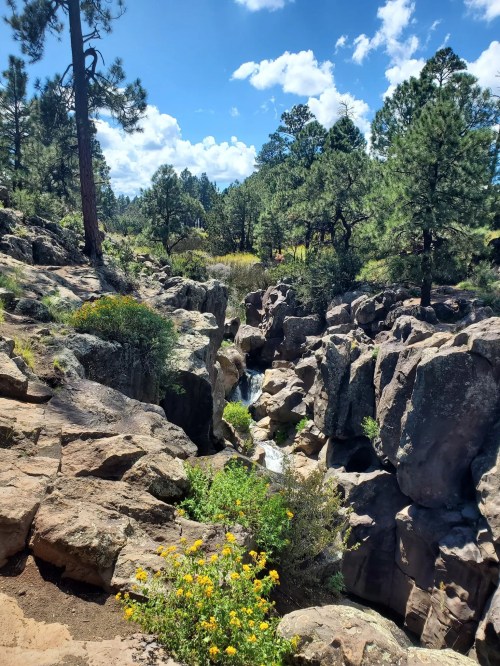 A scenic view of a rocky canyon surrounded by pine trees and wildflowers under a bright blue sky.