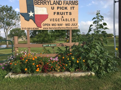 Sign for Berryland Farms with Texas outline, listing U-Pick fruits and vegetables, open mid-May to mid-July, surrounded by flowers.