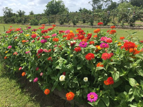 A vibrant flower bed filled with colorful zinnias in a lush green field under a partly cloudy sky.