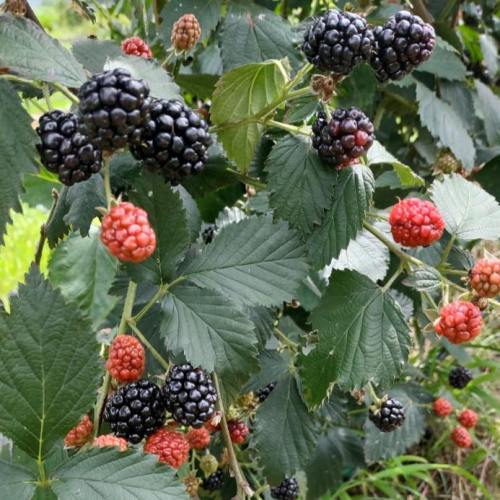 A close-up of blackberry bushes with ripe black and red berries among green leaves.