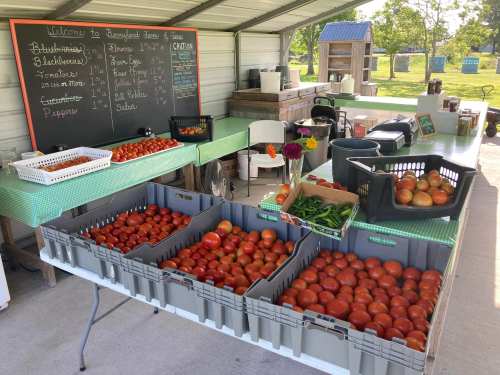 A farm stand with tables of fresh produce, including tomatoes, peppers, and peaches, under a shaded shelter.