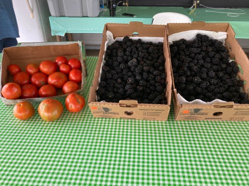 Fresh tomatoes and blackberries displayed in cardboard boxes on a green checkered tablecloth.
