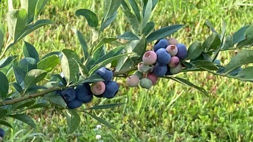A close-up of a blueberry branch with ripe and unripe berries against a green grassy background.