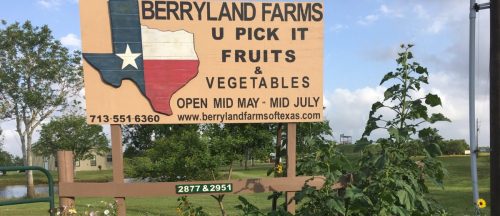 Sign for Berryland Farms with Texas outline, promoting U-Pick fruits and vegetables, surrounded by colorful flowers.