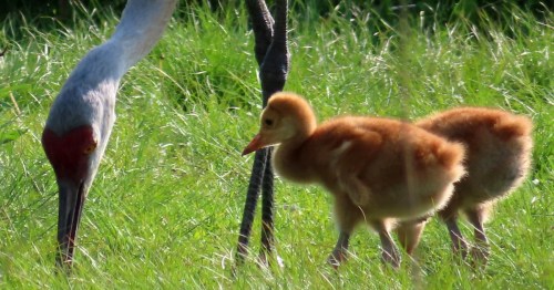Close up of an adult sandhill crane with two babies at Aldo Leopold Nature Center near Madison, Wisconsin.