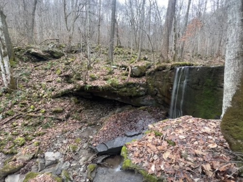 A serene forest scene featuring a small waterfall cascading over moss-covered rocks, surrounded by bare trees and fallen leaves.