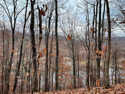 A serene landscape of bare trees with autumn leaves, overlooking a calm river and distant hills under a cloudy sky.