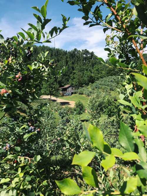 A scenic view of a house surrounded by lush greenery and blueberry bushes under a clear blue sky.