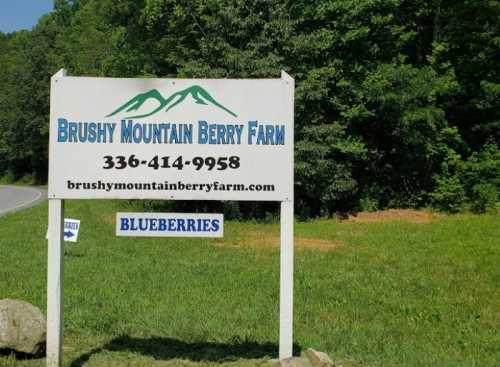 Sign for Brushy Mountain Berry Farm with contact info and "Blueberries" displayed, surrounded by greenery.