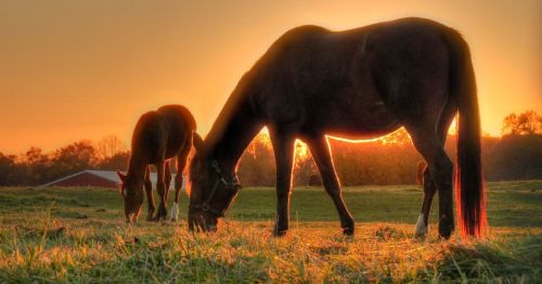 Two horses grazing on a farm along Upper Freehold Scenic Byway in NJ, with the golden sunlight behind them.