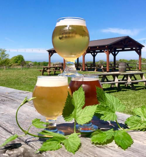 Three glasses of beer on a wooden table, surrounded by green leaves, with a sunny outdoor setting in the background.