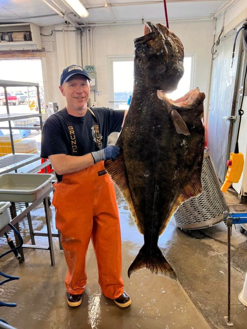 A smiling man in orange overalls holds a large halibut fish in a seafood processing facility.