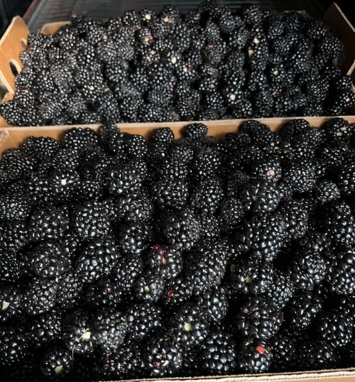 Two boxes filled with plump, ripe blackberries, showcasing their deep black color and shiny texture.