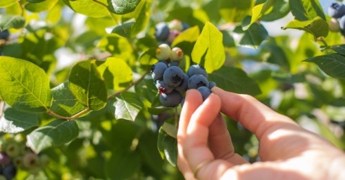 A hand picks blueberries from a green blueberry plant
