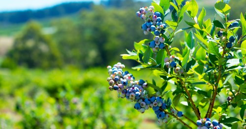bountiful blueberry plant against orchard background and blue sky overhead
