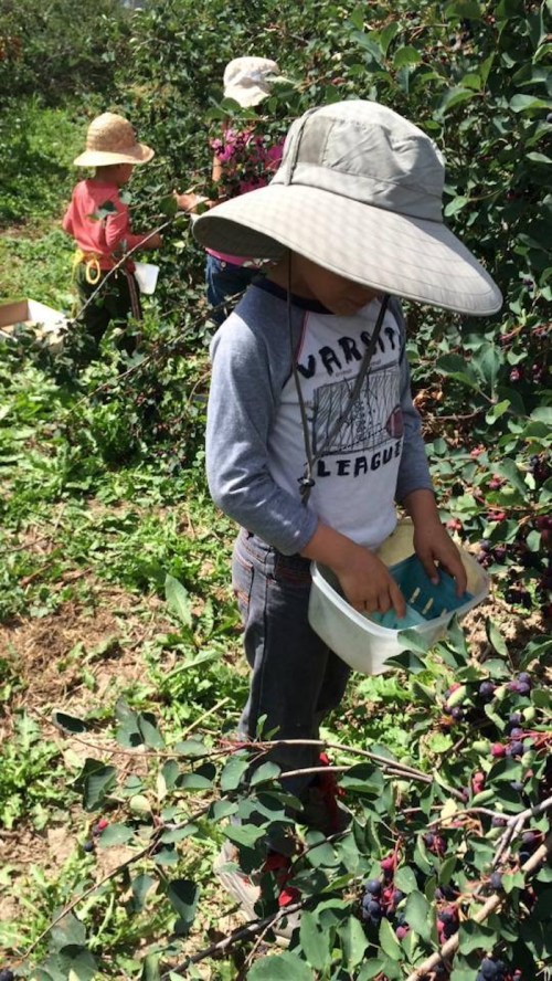 Children picking blueberries in a field, wearing hats and focused on collecting fruit in containers.
