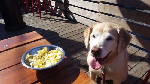 A happy golden retriever sits beside a bowl of popcorn on a wooden table in a sunny outdoor setting.