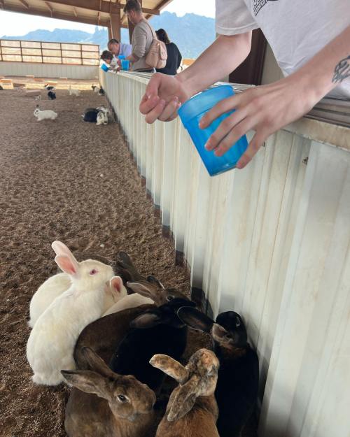 A person feeds a group of rabbits at a farm, with various rabbits gathered around a blue container.
