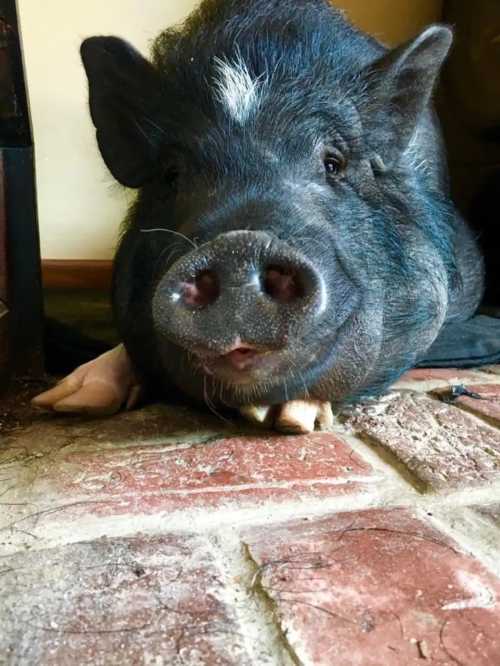 A close-up of a black pig resting on a brick floor, with a curious expression and a white stripe on its forehead.