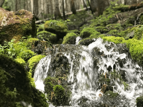 A close-up of a small, flowing stream over moss-covered rocks in a lush, green forest.