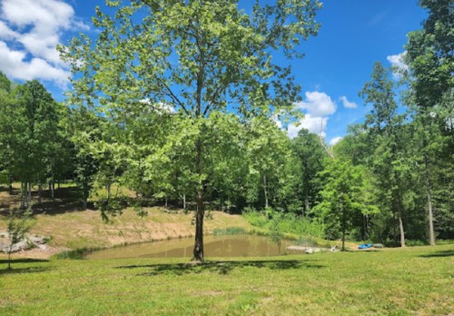 A serene landscape featuring a large tree by a pond, surrounded by lush greenery and a clear blue sky.
