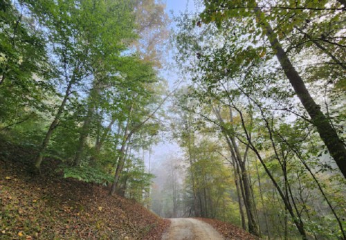 A misty forest path surrounded by tall trees and colorful autumn foliage.