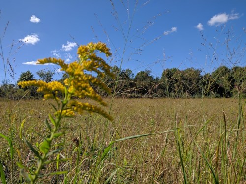 A close-up of a yellow flower in a grassy field under a blue sky with scattered clouds.