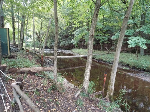 A serene forest scene with a calm stream, surrounded by trees and greenery, featuring a log bridge over the water.