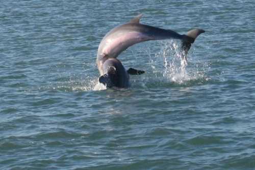 Two dolphins leap out of the water, creating splashes as they perform acrobatic moves.