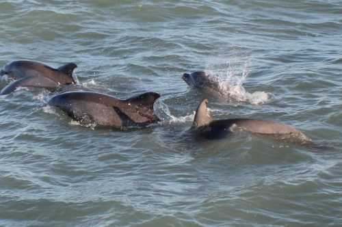 A group of dolphins swimming together in the ocean, with one dolphin splashing water.